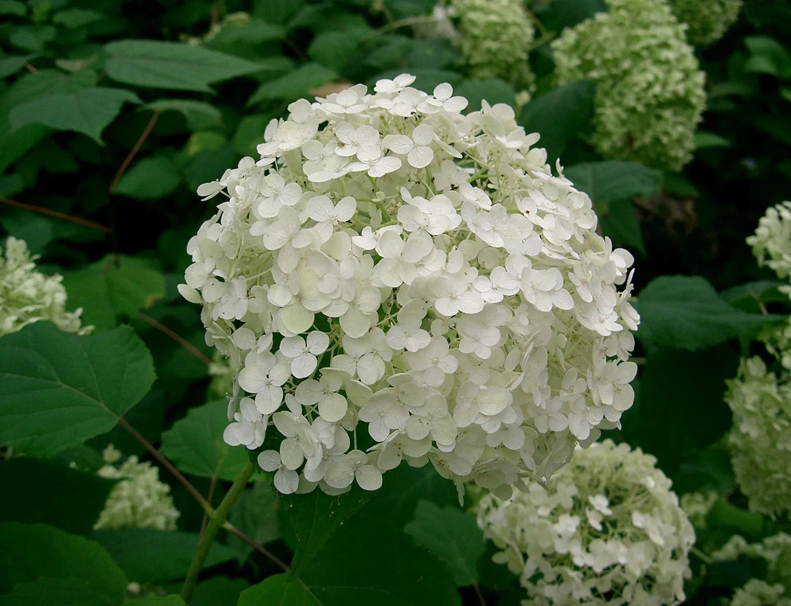 Hortensie Blumensamen zur Aussaat leuchtend Blüten Traditionssorte & ohne Gentechnik Samen Hausgarten