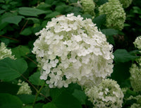 Hortensie Blumensamen zur Aussaat leuchtend Blüten Traditionssorte & ohne Gentechnik Samen Hausgarten