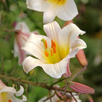 Lilium Regale Blumensamen zur Aussaat – sonnenliebend – Traditionssorte & ohne Gentechnik Samen Hausgarten