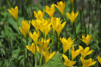 Gelb Zephyranthes Blumensamen zur Aussaat Halbschatten verträglich Traditionssorte & ohne Gentechnik Samen Hausgarten