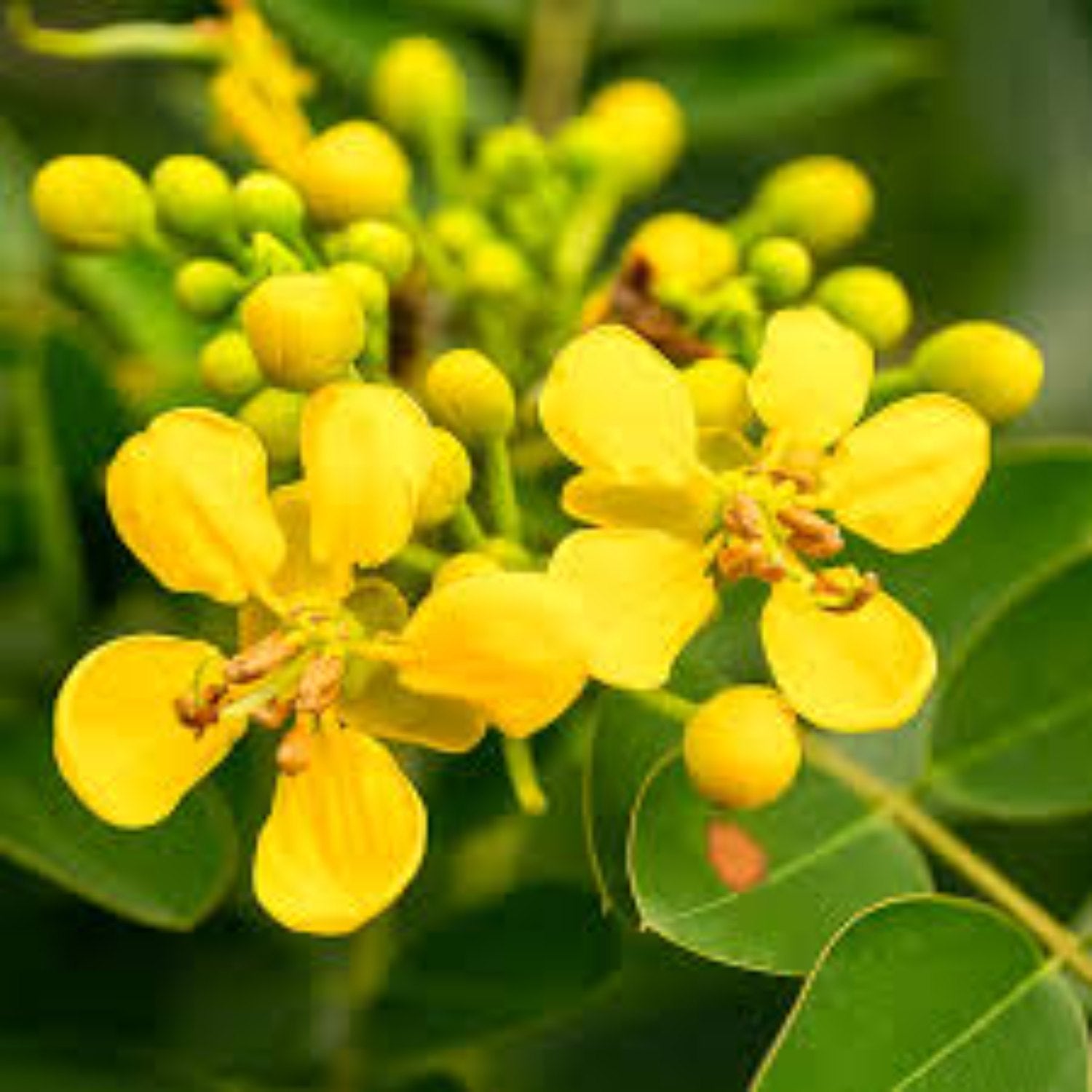 Gelb Cassia Blumensamen zur Aussaat – Garten beliebt – Traditionssorte & ohne Gentechnik Samen Hausgarten