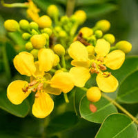 Gelb Cassia Blumensamen zur Aussaat – Garten beliebt – Traditionssorte & ohne Gentechnik Samen Hausgarten