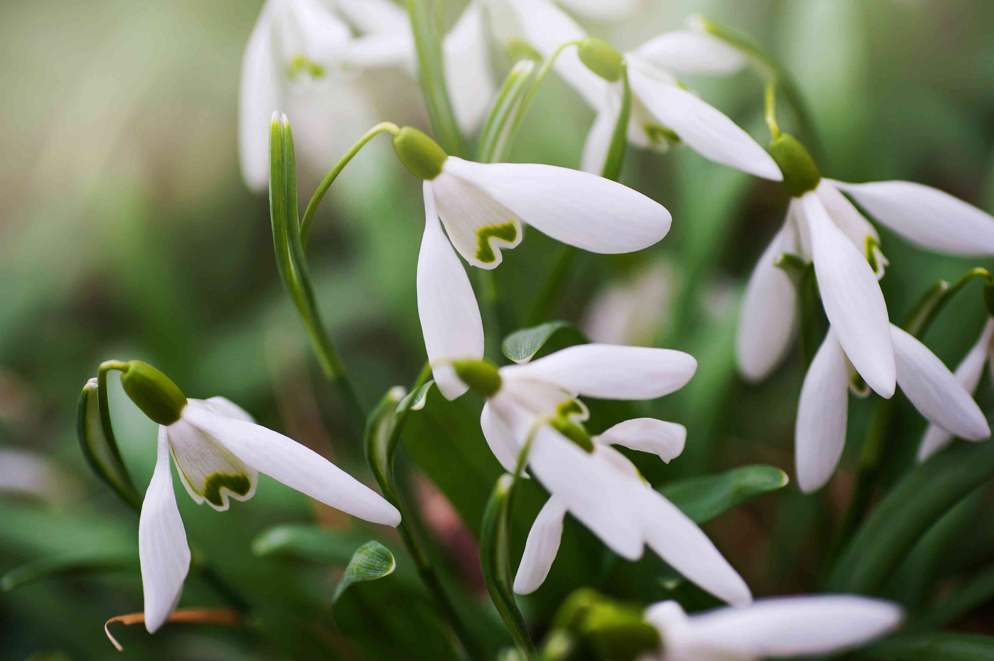 Nivalis Blumensamen zur Aussaat – leuchtend Blüten für Ihren Garten
