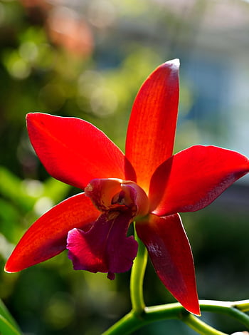 Rot Schmetterling Orchidee Blumensamen zur Aussaat – leuchtend Blüten – Traditionssorte & ohne Gentechnik Samen Hausgarten