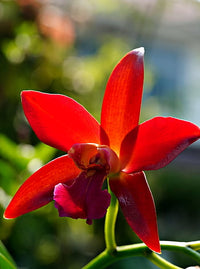 Rot Schmetterling Orchidee Blumensamen zur Aussaat – leuchtend Blüten – Traditionssorte & ohne Gentechnik Samen Hausgarten