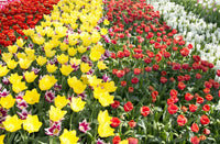 Tulpe Bulbs Blumensamen zur Aussaat Anzucht Traditionssorte & ohne Gentechnik Samen Hausgarten