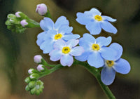 Beautiful blooms blume samen mix variety