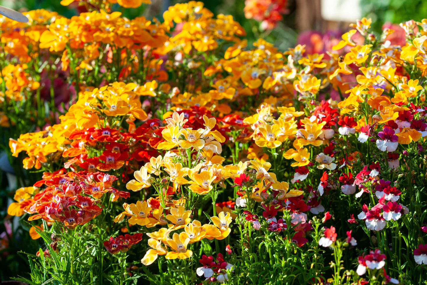 Assorted blume samen mix for bright anpflanzung