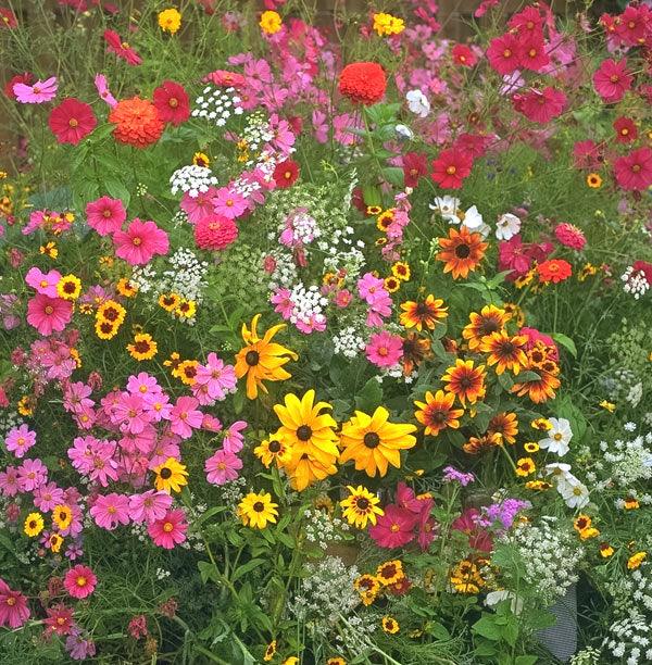 Mischfarbe Blumensamen zur Aussaat – Bestäuber freundlich – Traditionssorte & ohne Gentechnik Samen Hausgarten