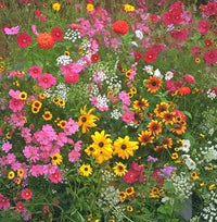 Mischfarbe Blumensamen zur Aussaat – Bestäuber freundlich – Traditionssorte & ohne Gentechnik Samen Hausgarten