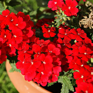 Rot Eisenkraut Blumensamen zur Aussaat ideal Rabatten Traditionssorte & ohne Gentechnik Samen Hausgarten