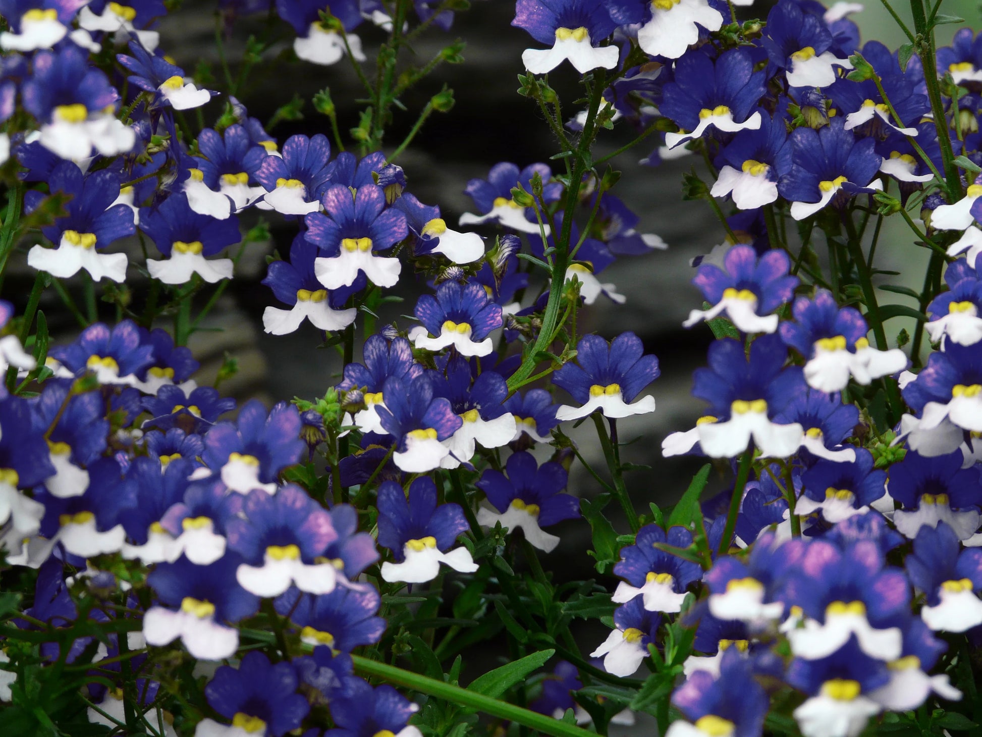 Nemesia Strumosa Blumensamen zur Aussaat Landhaus Garten wichtig Traditionssorte & ohne Gentechnik Samen Hausgarten