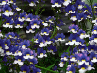 Nemesia Strumosa Blumensamen zur Aussaat Landhaus Garten wichtig Traditionssorte & ohne Gentechnik Samen Hausgarten