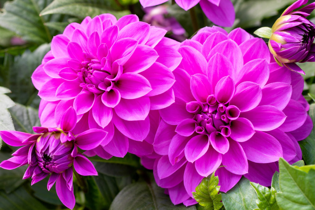 Nuevos Blumensamen zur Aussaat – Garten beliebt – Traditionssorte & ohne Gentechnik Samen Hausgarten