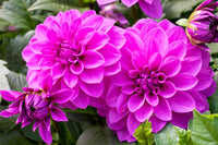 Nuevos Blumensamen zur Aussaat – Garten beliebt – Traditionssorte & ohne Gentechnik Samen Hausgarten