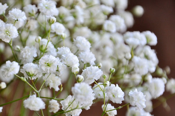 klein's-Breath Blumensamen zur Aussaat – leuchtend Blüten – Traditionssorte & ohne Gentechnik Samen Hausgarten