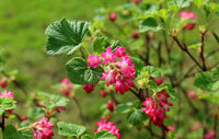 Rote Blut-Johannisbeer-Blüte Samen für einfaches Anpflanzen