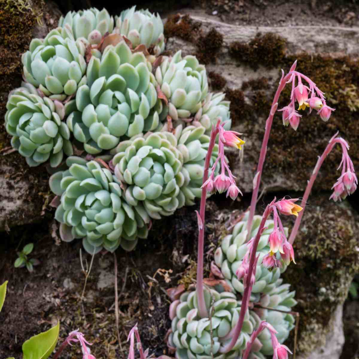 Gemischt Echeveria Blumensamen zur Aussaat Anzucht Traditionssorte & ohne Gentechnik Samen Hausgarten