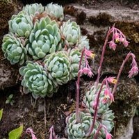 Echeveria Blumensamen zur Aussaat – leuchtend – Traditionssorte & ohne Gentechnik Samen Hausgarten