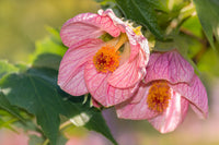 Flowering maple abutilon pflanze with rosa blumen