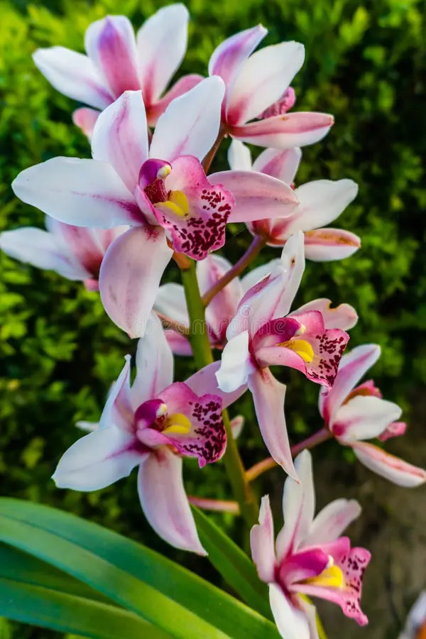 Weiß Lila Schmetterlingsorchidee Orchidee Blumensamen zur Aussaat – sonnenliebend – Traditionssorte & ohne Gentechnik Samen Hausgarten
