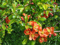 Orange Chaenomeles Blumensamen zur Aussaat – Schnitt Blume beliebt – Traditionssorte & ohne Gentechnik Samen Hausgarten