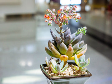 Succulent Samen zur Aussaat – Anzucht Succulent Blumen