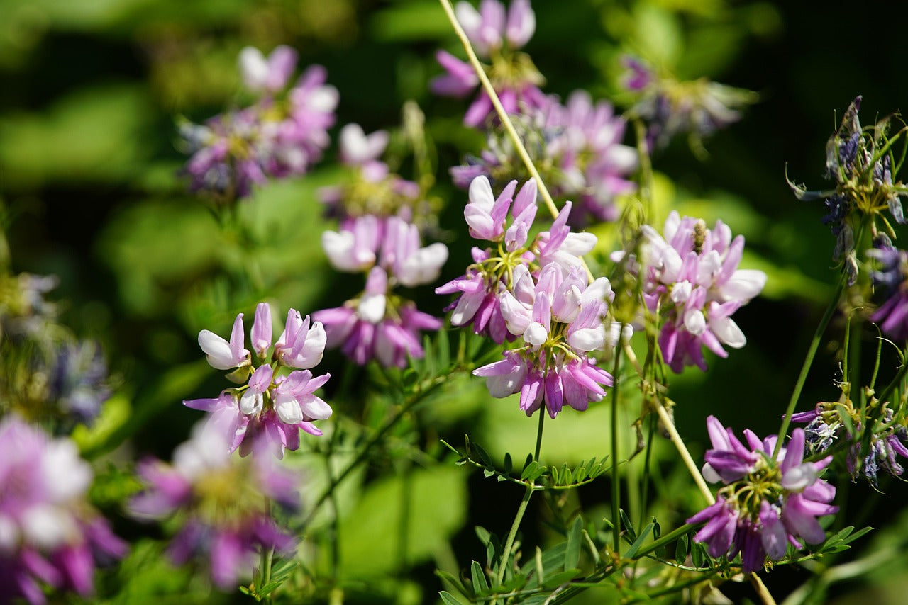 Lila Vetch Blumensamen zur Aussaat – leuchtend Blüten – Traditionssorte & ohne Gentechnik Samen Hausgarten