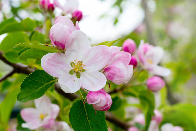 Rote Rubinette-Blume Samen für einfaches Anpflanzen