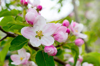 Rote Rubinette-Blume Samen für einfaches Anpflanzen