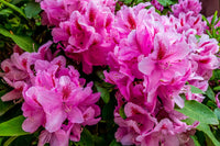 Rhododendron Blumensamen zur Aussaat lang Blüte Saison Traditionssorte & ohne Gentechnik Samen Hausgarten