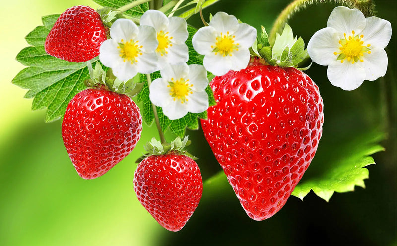 Semi di fragola per una facile coltivazione