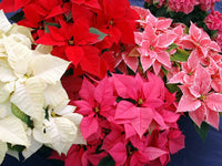 Weihnachtsstern Samen zur Aussaat Festive Holiday Blumen