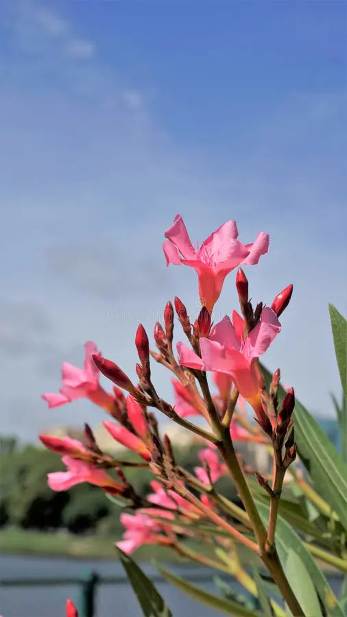 Rosa Laurel Blumensamen zur Aussaat – hochwertige Qualitäts- – Traditionssorte & ohne Gentechnik Samen Hausgarten
