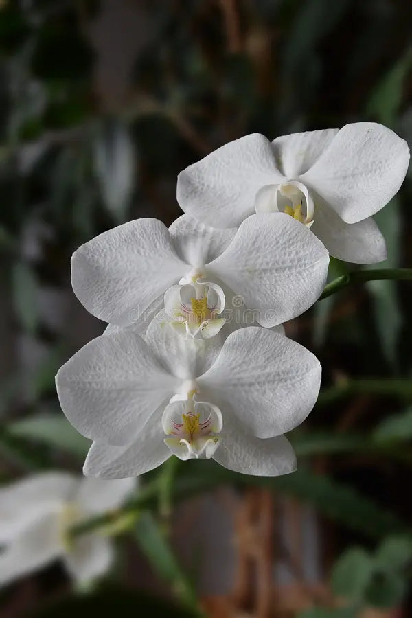Weiß Schmetterlingsorchidee Orchidee Blumensamen zur Aussaat duftend Blüten Traditionssorte & ohne Gentechnik Samen Hausgarten