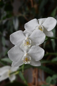 Weiß Schmetterlingsorchidee Orchidee Blumensamen zur Aussaat duftend Blüten Traditionssorte & ohne Gentechnik Samen Hausgarten