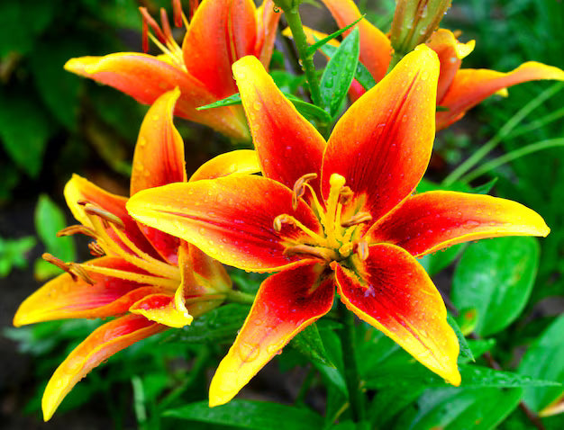 Gelb Rot Lilium Blumensamen zur Aussaat – robust Sorte – Traditionssorte & ohne Gentechnik Samen Hausgarten