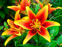 Gelb Rot Lilium Blumensamen zur Aussaat – robust Sorte – Traditionssorte & ohne Gentechnik Samen Hausgarten