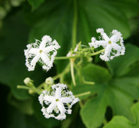 Weiß Trichosanthes Cucumerina Blumensamen zur Aussaat – leuchtend – Traditionssorte & ohne Gentechnik Samen Hausgarten