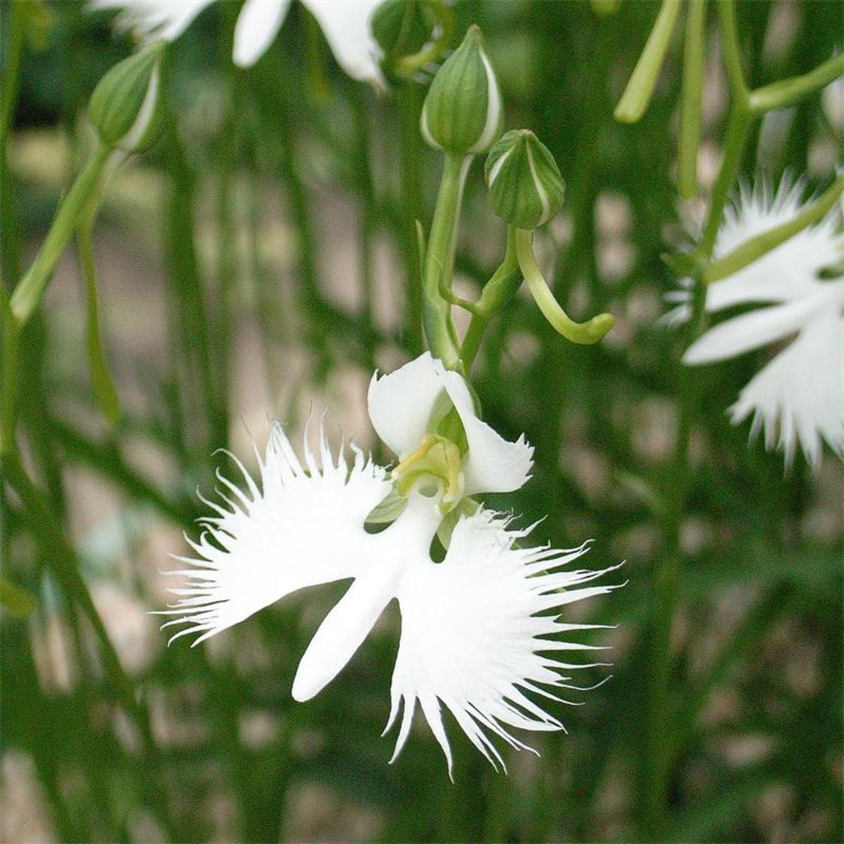Egret Dove Orchidee Blumensamen zur Aussaat – sonnenliebend – Traditionssorte & ohne Gentechnik Samen Hausgarten