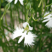 Egret Dove Orchidee Blumensamen zur Aussaat – sonnenliebend – Traditionssorte & ohne Gentechnik Samen Hausgarten