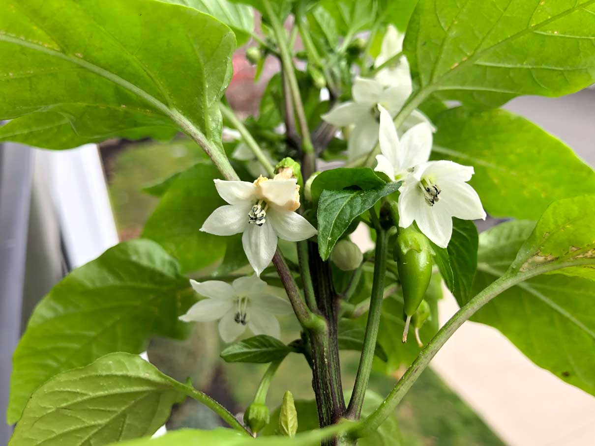 Jalapeno Gemüsesamen zur Aussaat Wildblume Mischung Traditionssorte & ohne Gentechnik Samen Hausgarten