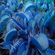 Fly Trap Samen for Aussaat and Easy Growth