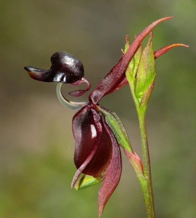 Kastanienbraun Flying Duck Orchidee Blumensamen zur Aussaat duftend Blüten Traditionssorte & ohne Gentechnik Samen Hausgarten