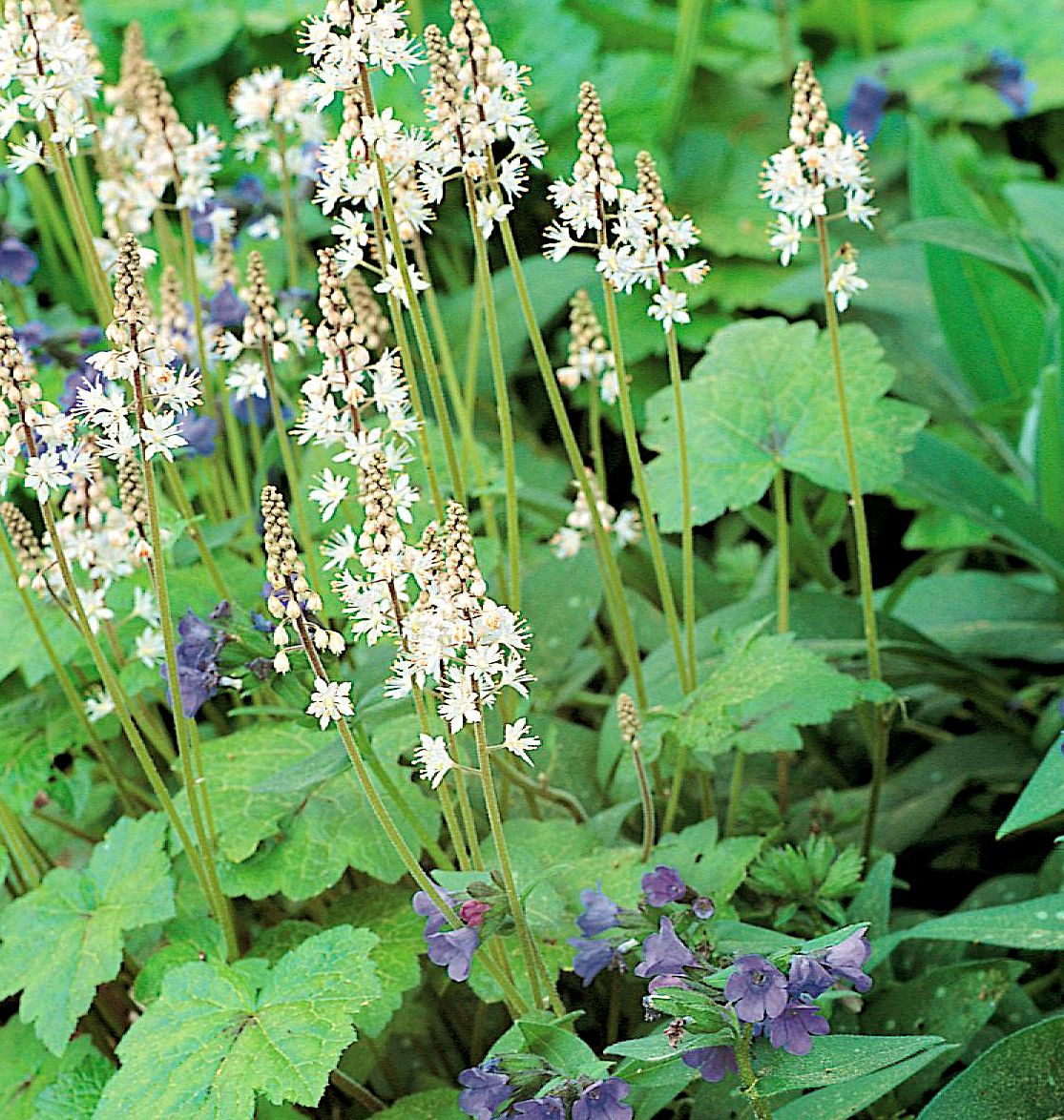 Weiß Tiarella Foam Blumensamen zur Aussaat – kompakt Wuchs – Traditionssorte & ohne Gentechnik Samen Hausgarten