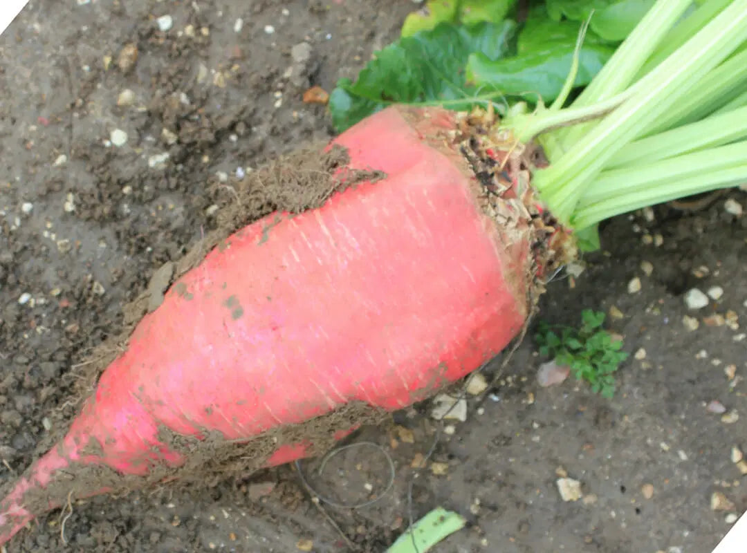 Fodder beet samen für aussaat in home gardens