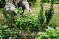 Foeniculum Fennel Samen for Easy Garten Aussaat