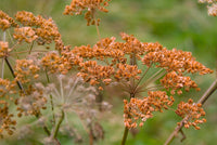 Foeniculum vulgare Bronze Fennel Anbau in Garten beds