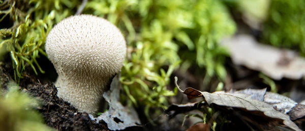Graines de champignon puffball à planter comme légume