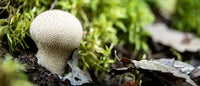 Puffball Pilz Gemüse Planting Samen